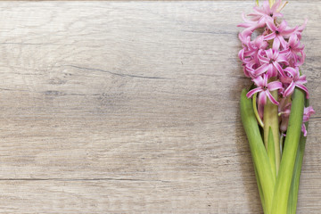 Różowy Hiacynt na drewnianej desce - obrazy, fototapety, plakaty