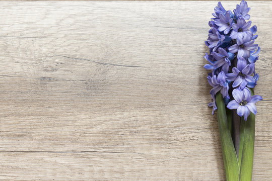 Fototapeta Niebieski Hiacynt na drewnianej desce