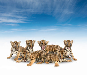 group of baby bengal tiger
