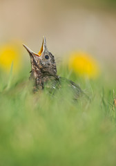 Young common blackbird in green grass, open beak, waiting for feeding, with yellow flowers in background, Czech Republic