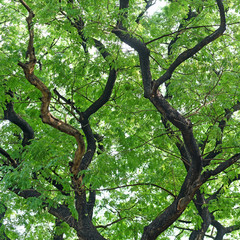 green leaf as background