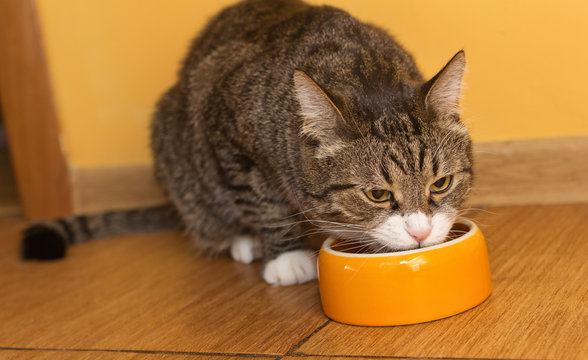 Grey Cat And Orange Bowl