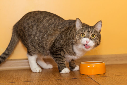 Grey Cat And Orange Bowl