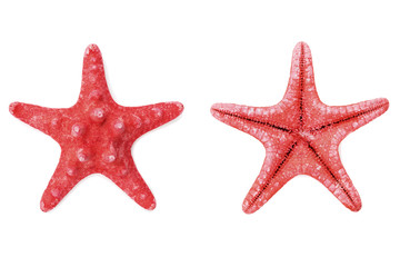 Red starfish or sea star on white background, top view