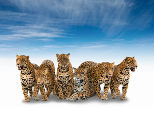 group of jaguar