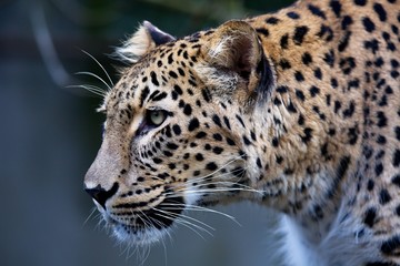 portrait Persian leopard, Panthera pardus saxicolor sitting on a branch