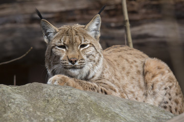 Naklejka na ściany i meble Resting Scandinavian lynx, Lynx l.lynx during the autumn sunshine