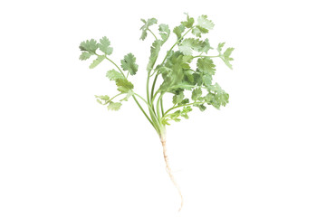 fresh coriander