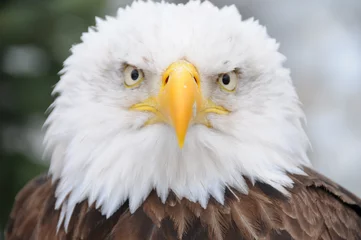 Photo sur Plexiglas Aigle Aigle américain