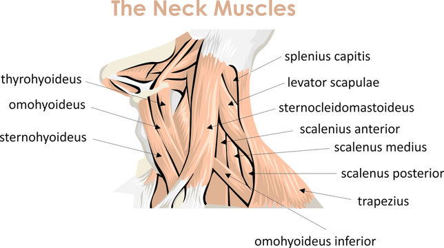 The Neck Muscles