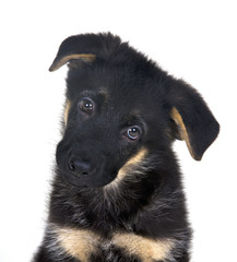 Fototapeta premium Puppy