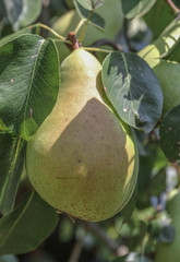 Pear