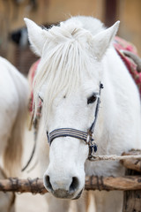 Obraz premium biały koń