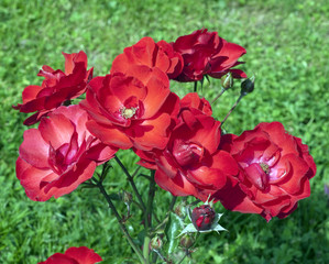 Strauchrose, Paprika, Tantau