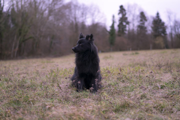 Schwarzer Großspitz