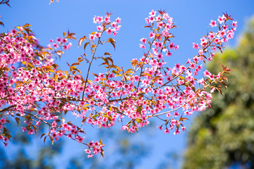 Pink sakura, Cherry blossom in Thailand.