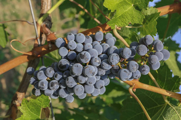 Fototapeta premium Purple red grapes