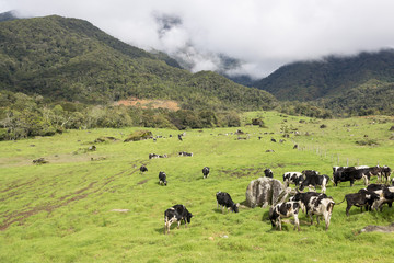 Dairy Cattle grazing at farmland in Kundasang, Sabah, Malaysia