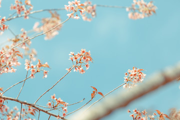 Wild Himalayan Cherry spring blossom