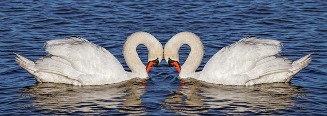 Naklejka premium Two swans on water.