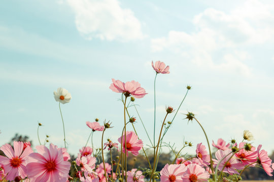 Fototapeta Cosmos flower blossom in garden