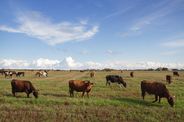 Fototapeta na wymiar Caws in a meadow.