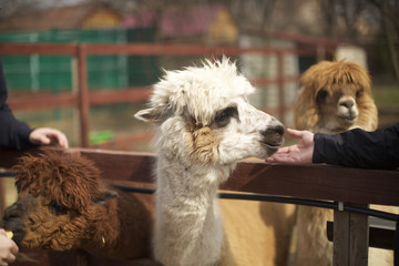 cute alpaca in alpaca farm