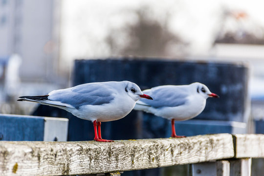 warnem&uuml;nde