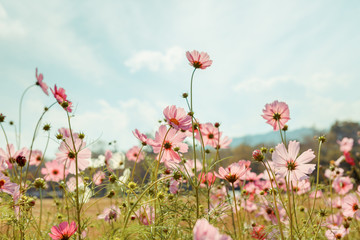 Obraz na płótnie Canvas Cosmos flower blossom in garden