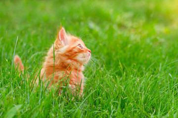 Naklejka na ściany i meble Cat in the Green Grass in Summer. Beautiful Red Kitty with Green