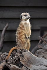 Beautiful capture of a meerkat perched on a log