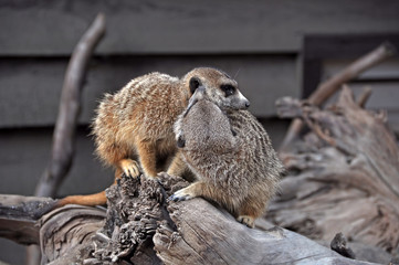 Beautiful capture of a meerkat perched on a log
