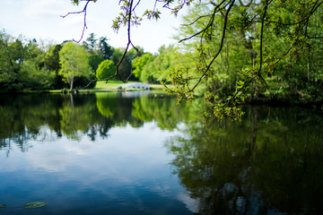 Fototapeta na wymiar Branch and blurred lake May
