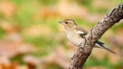 female Chaffinch on branch in nature outdoor