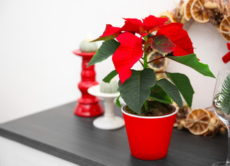 Christmas flower poinsettia and decorations on shelf with Christmas decorations, on light background