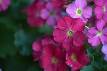 many flowers at garden