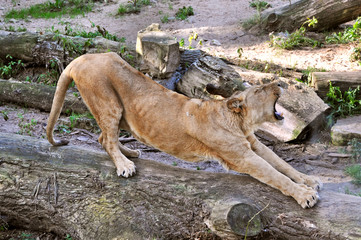 Naklejka premium lion yawns and stretches