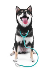 Siba inu with stethoscope isolated on white