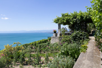 Fototapeta na wymiar Terrasse avec vigne au dessus du lac Léman