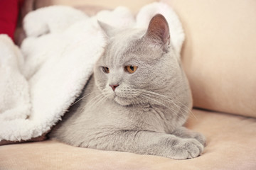 Fototapeta na wymiar Beautiful grey cat under white plaid on sofa with bright pillows, close up