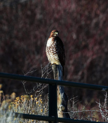 Hawk on a post waiting for a meal