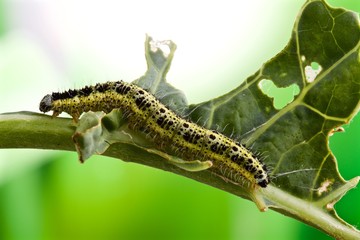 Bruco di farfalla Pieris Brassicae su foglia di cavolo