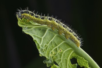 Bruco di farfalla Pieris Brassicae su foglia di cavolo