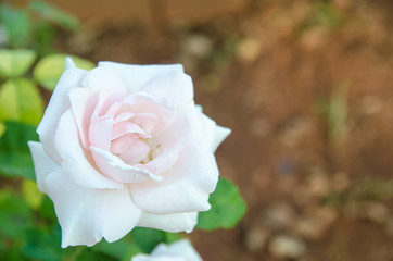 rose in garden , color filter tone process