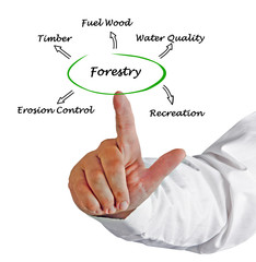 Diagram of Forestry