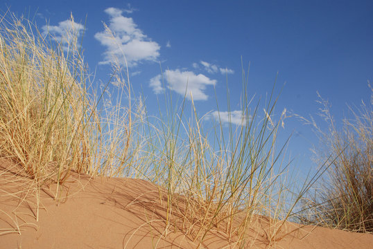Sahara - W&uuml;stenvegetation