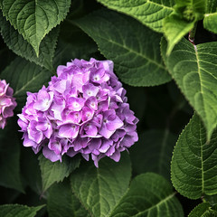 big bud pink flowers surrounded by leaves