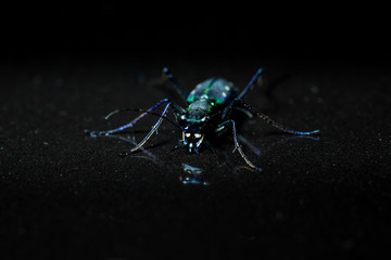 green beetle whit reflection