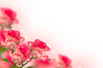 Fototapeta na wymiar Romantic , tender roses on a pink background , collage