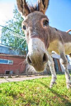 Donkey closeup portrait 
